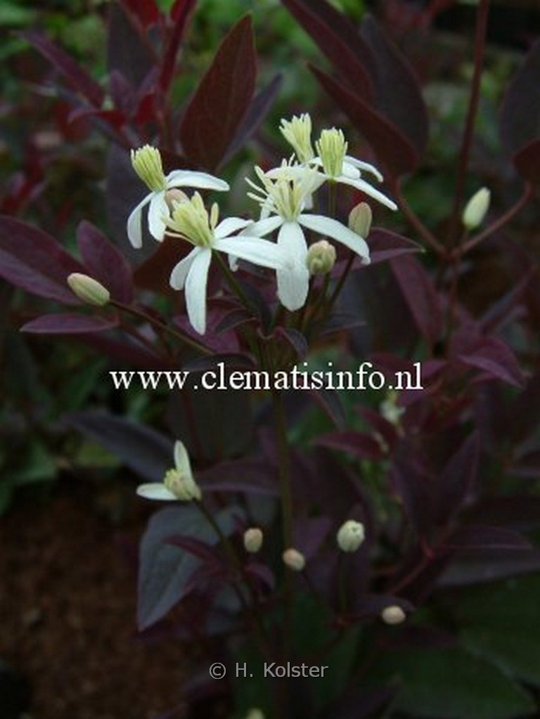 Clematis recta ‚Velvet Night‘