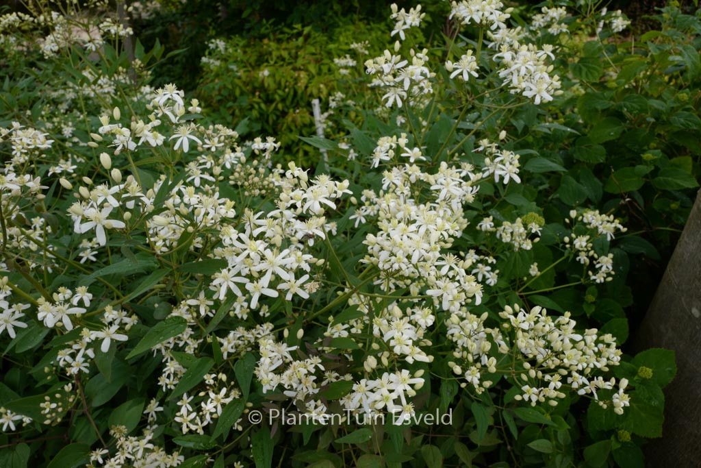 Clematis recta