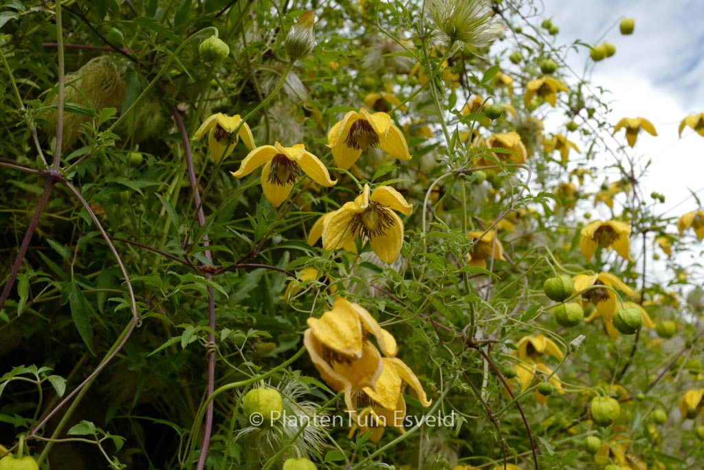 Clematis tibetana tangutica