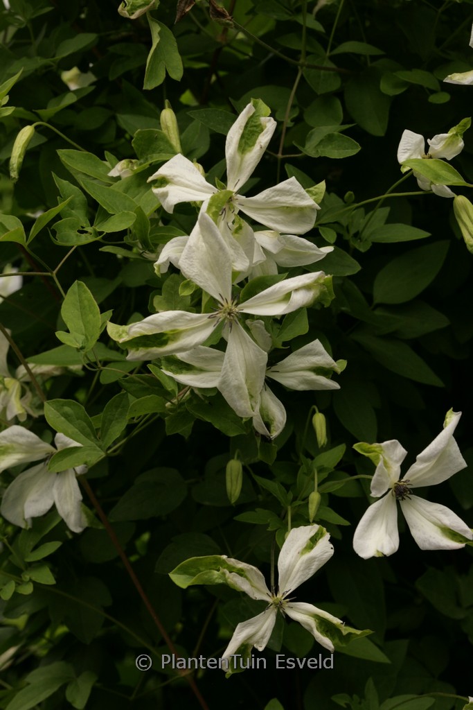Clematis viticella ‚Alba Luxurians‘