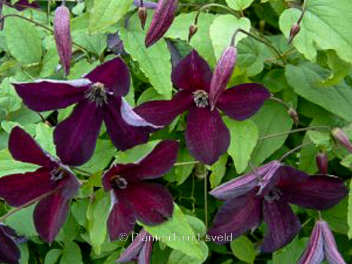 Clematis viticella ‚Black Prince‘