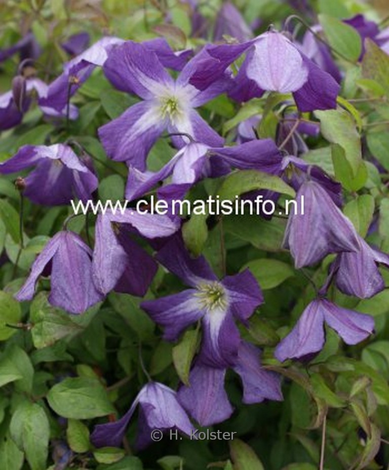 Clematis viticella ‚Little Bas‘