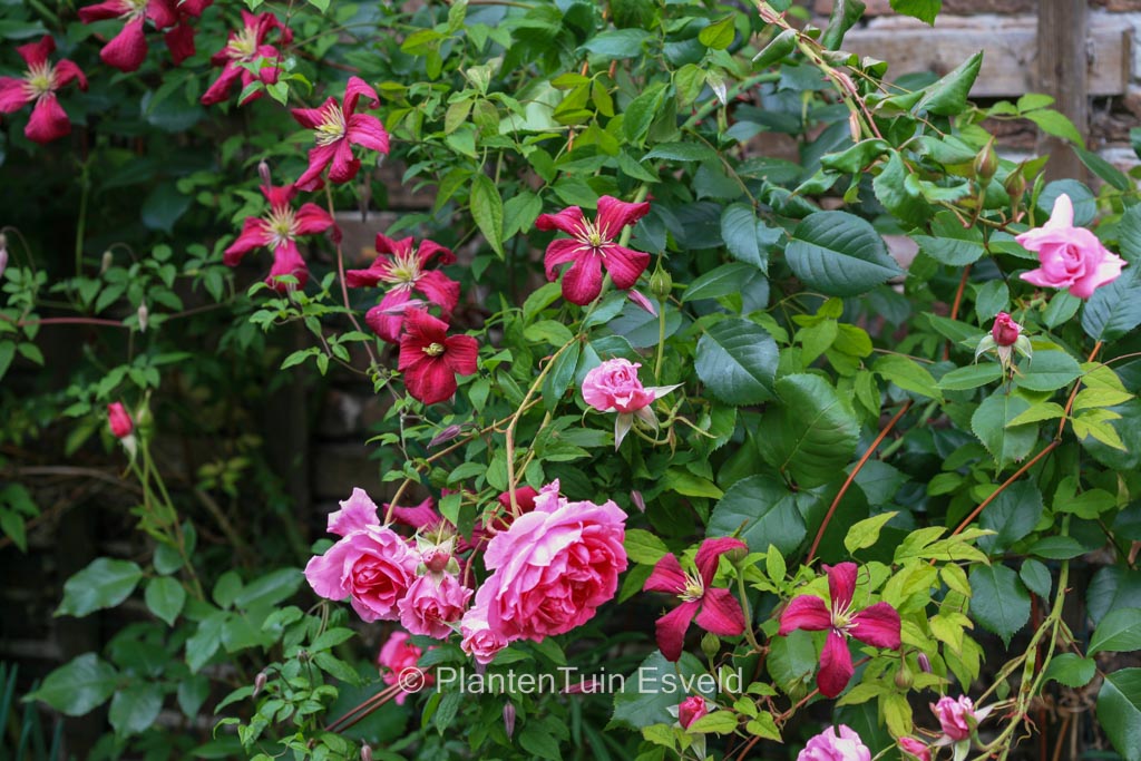 Clematis viticella ‚Rubra‘