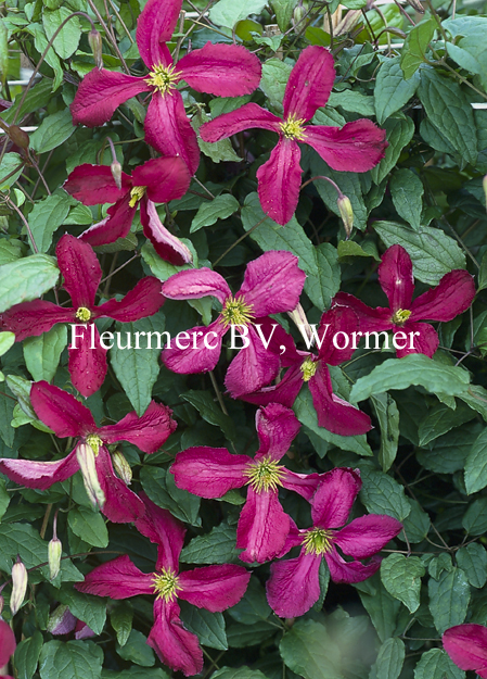 Clematis viticella ‚Soedertalje‘