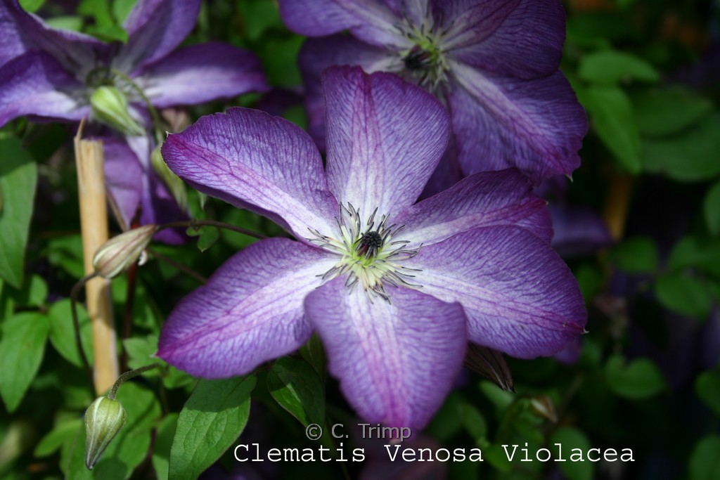 Clematis viticella ‚Venosa Violacea‘