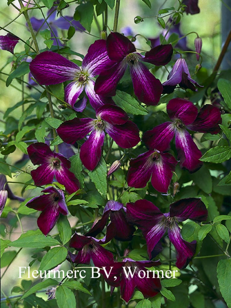 Clematis viticella ‚Walenburg‘