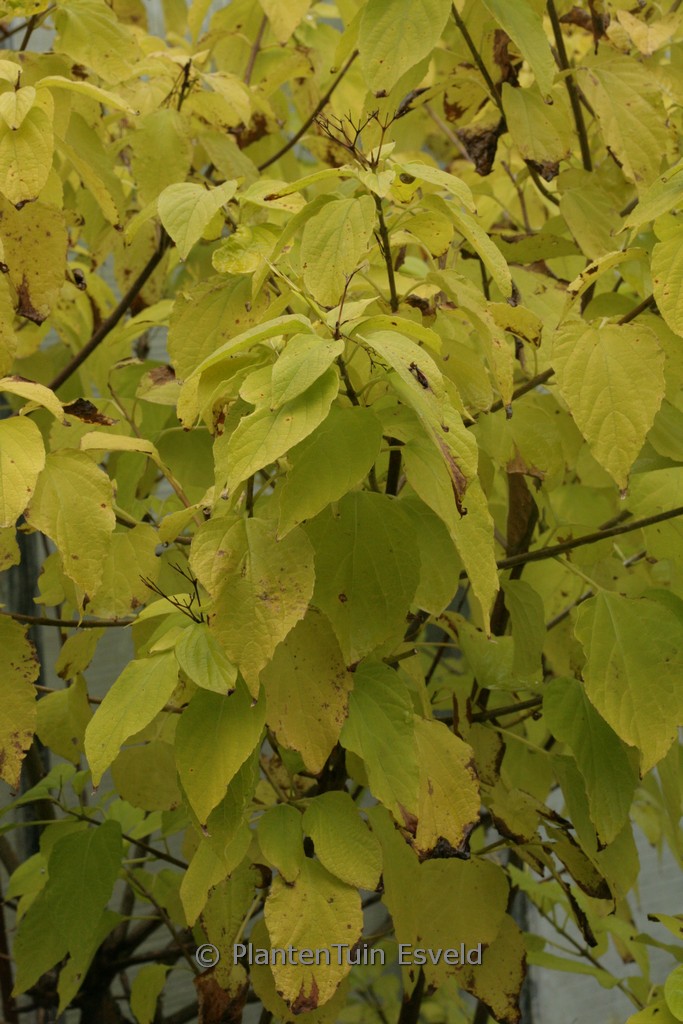 Clerodendrum trichotomum ‚Shiro‘