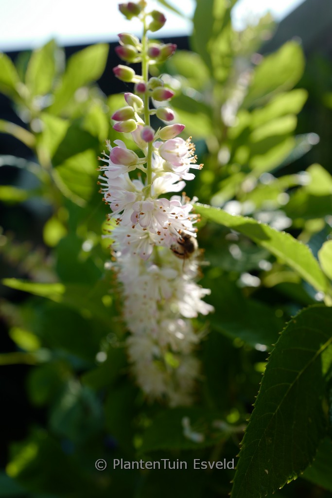 Clethra ‚Hokie Pink‘