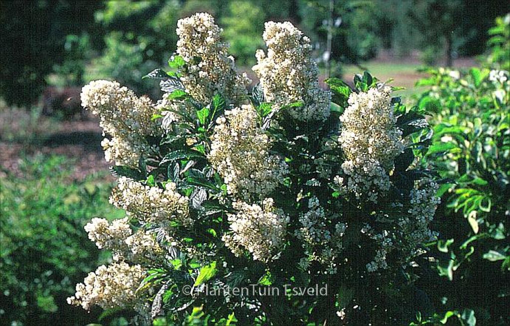 Clethra alnifolia ‚Anne Bidwell‘