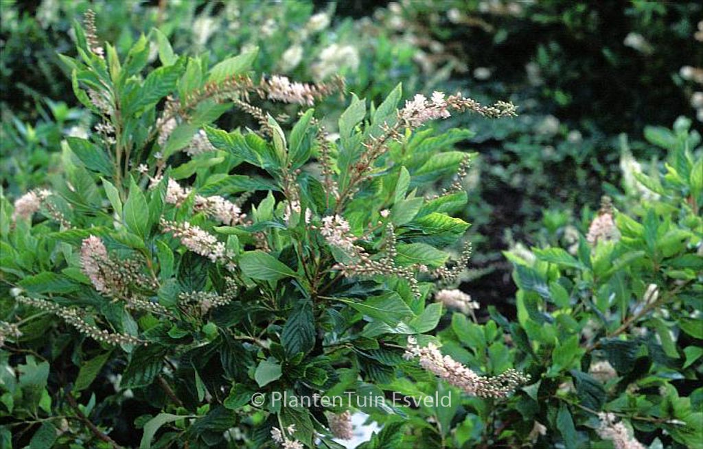 Clethra alnifolia ‚Fern Valley Pink‘