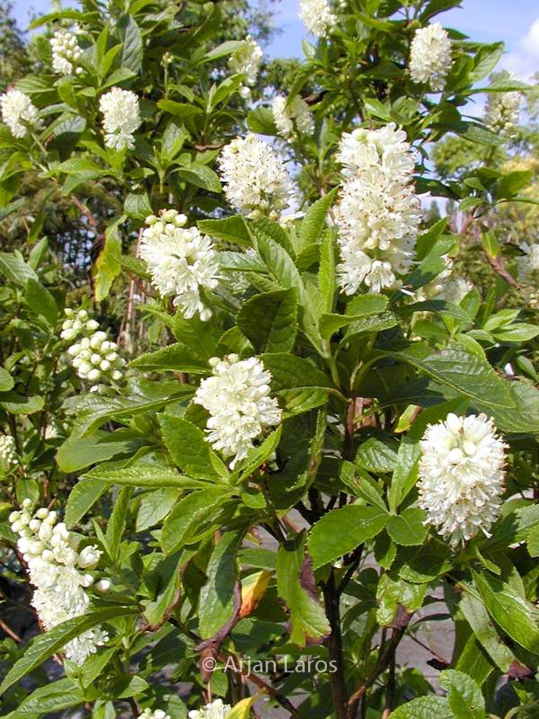 Clethra alnifolia ‚Hummingbird‘