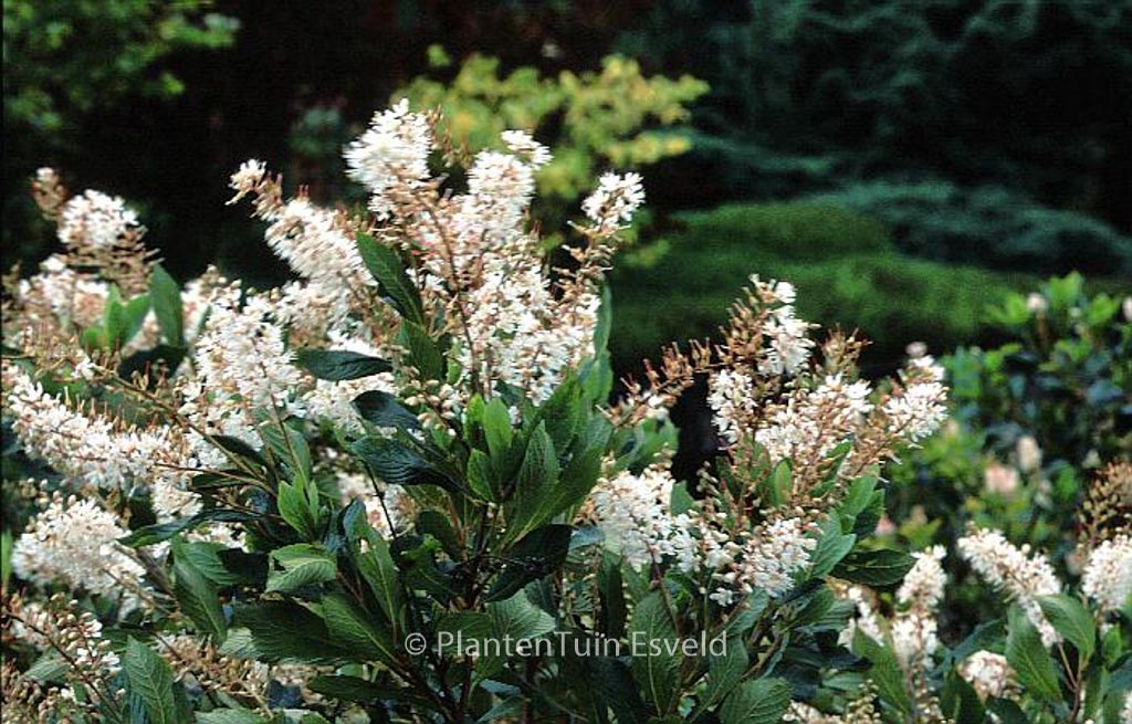 Clethra alnifolia ‚Paniculata‘