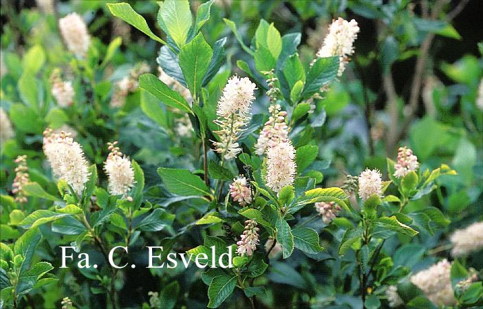 Clethra alnifolia ‚Pink Spire‘