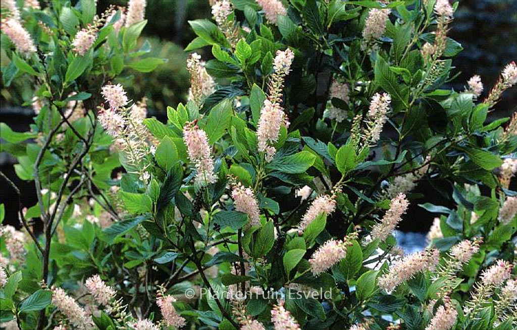 Clethra alnifolia ‚Rosea‘