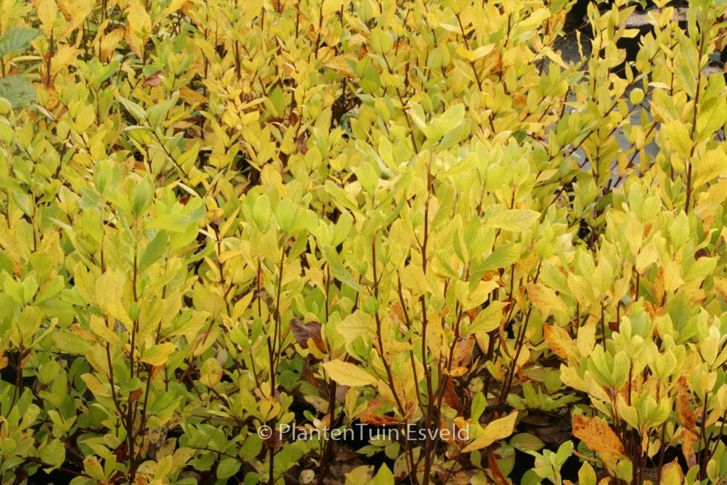 Clethra alnifolia ‚Ruby Spice‘