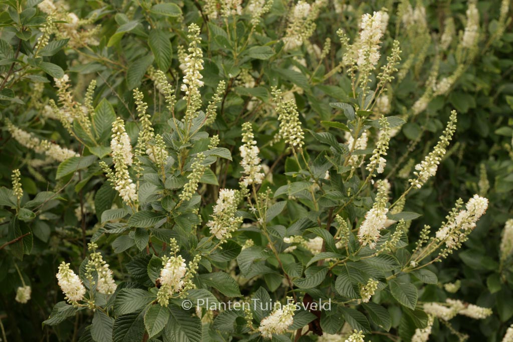 Clethra alnifolia ‚September Beauty‘