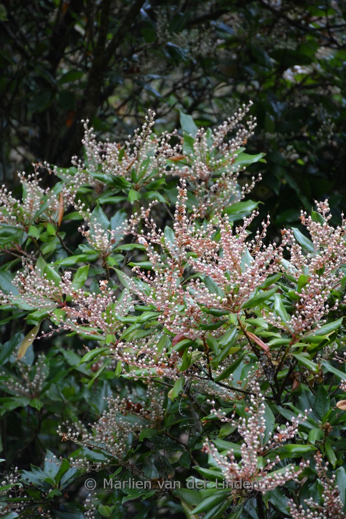 Clethra arborea