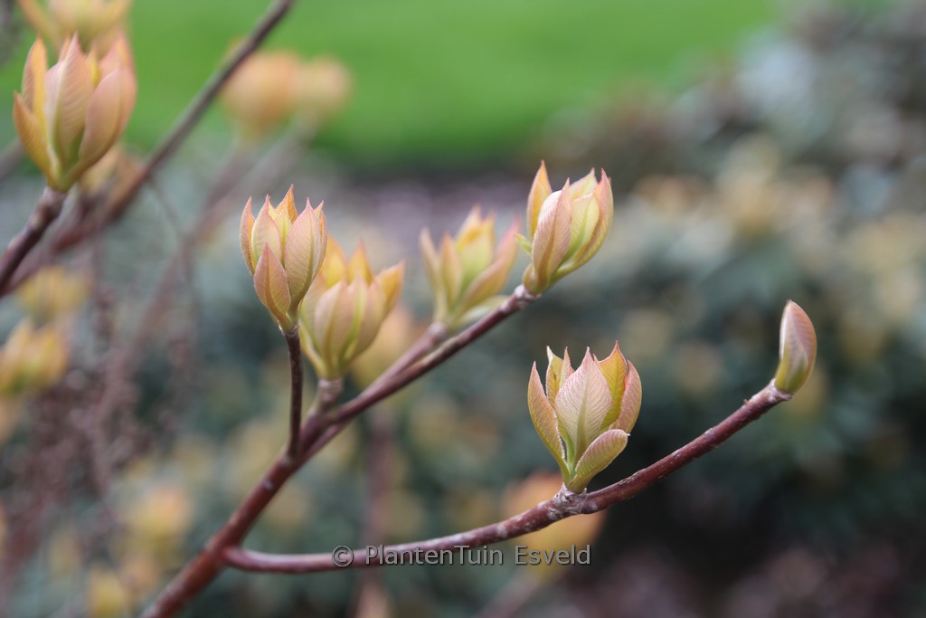 Clethra barbinervis ‚Minbarb‘ (GREAT STAR)