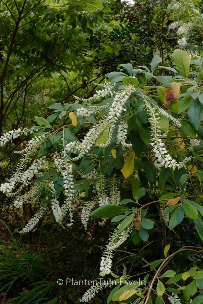 Clethra tomentosa ‚Cottondale‘