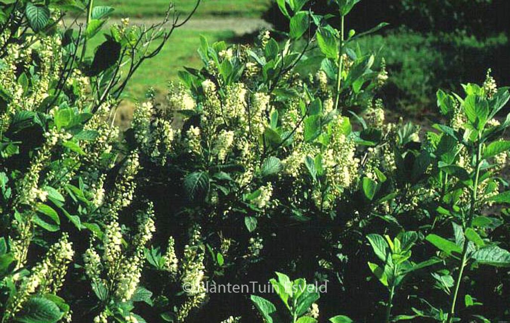 Clethra tomentosa