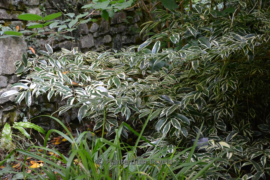 Cleyera japonica ‚Fortunei‘