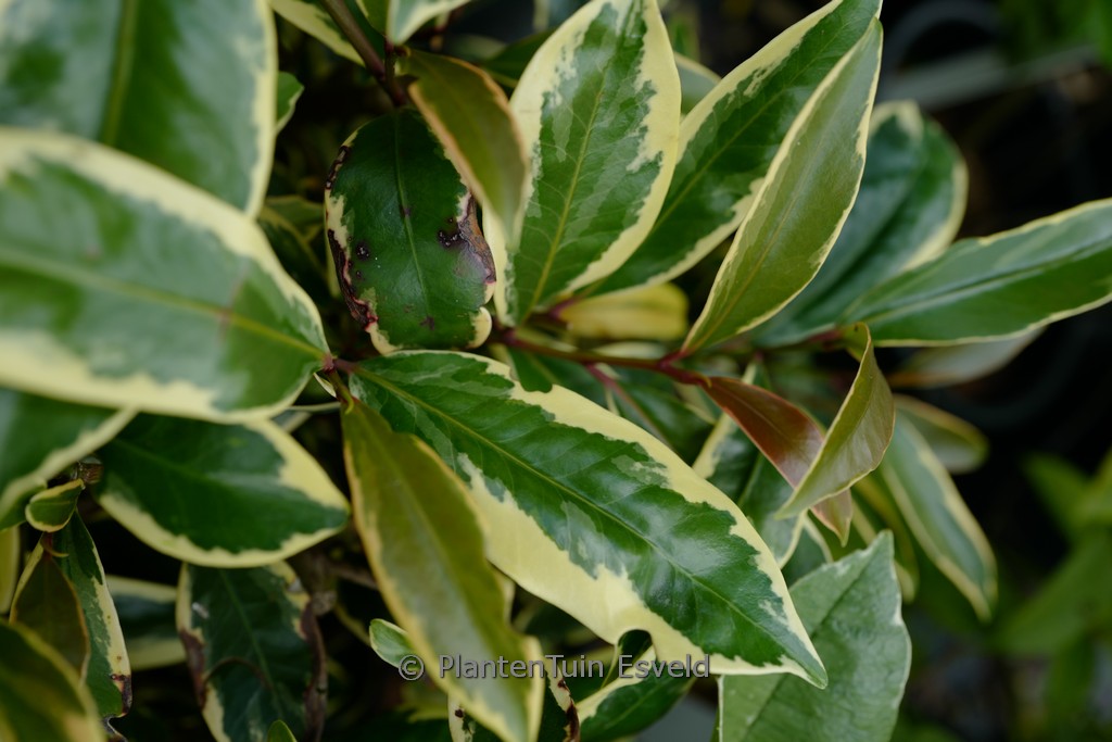 Cleyera japonica ‚Tokyo Sunrise‘