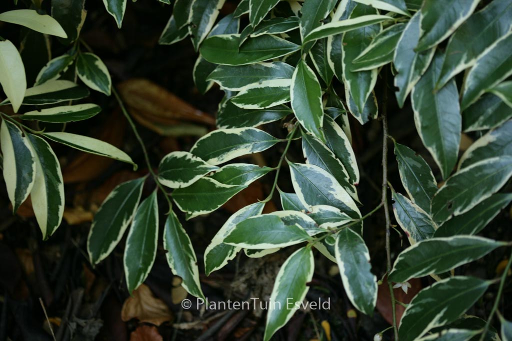 Cleyera japonica ‚Variegata‘