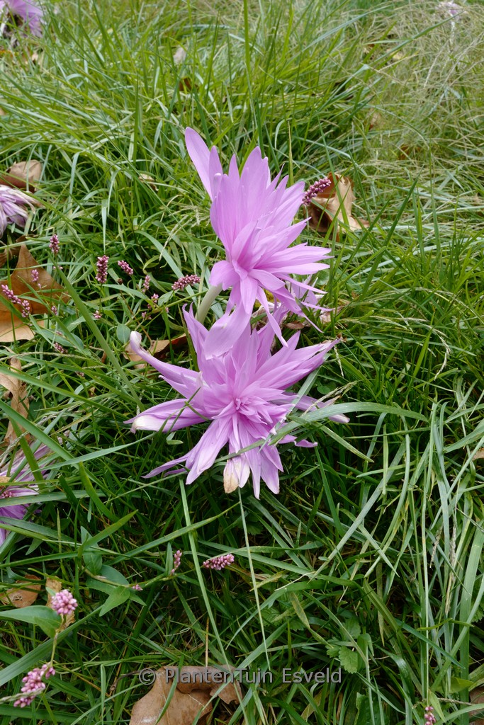 Colchicum ‚Waterlily‘