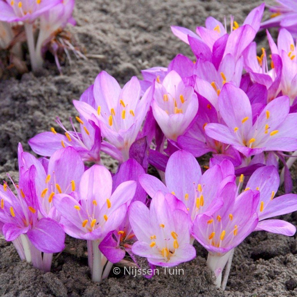 Colchicum cilicium ‚Purpureum‘