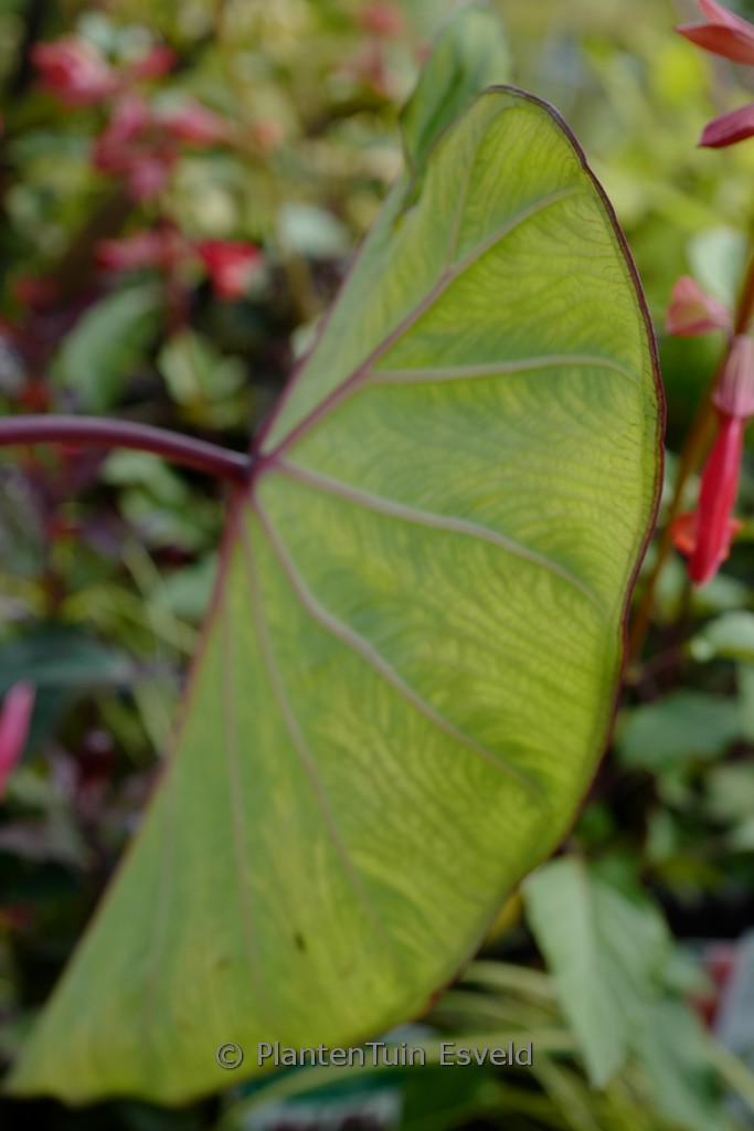 Colocasia esculenta ‚Pink China‘