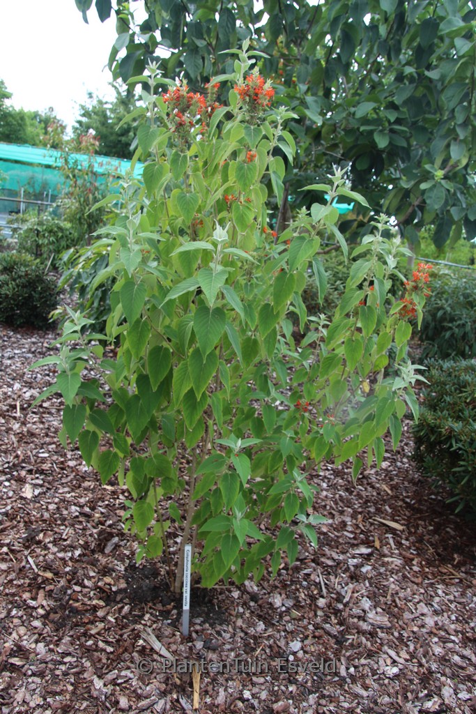 Colquhounia coccinea vestita