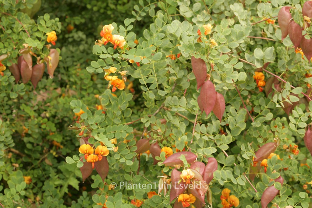 Colutea media ‚Copper Beauty‘