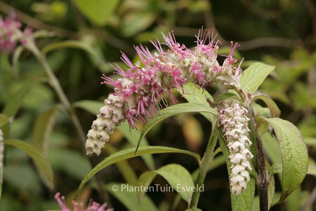 Comanthosphace dependens