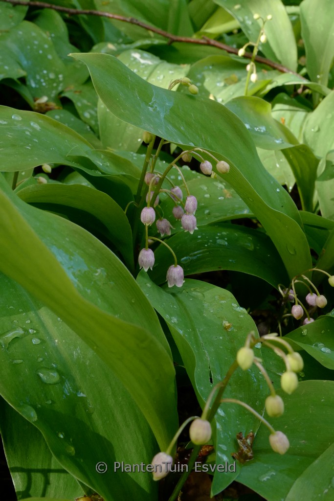 Convallaria majalis ‚Rosea‘