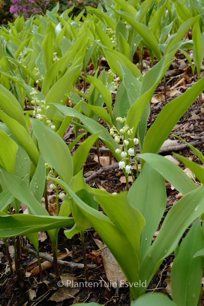 Convallaria majalis