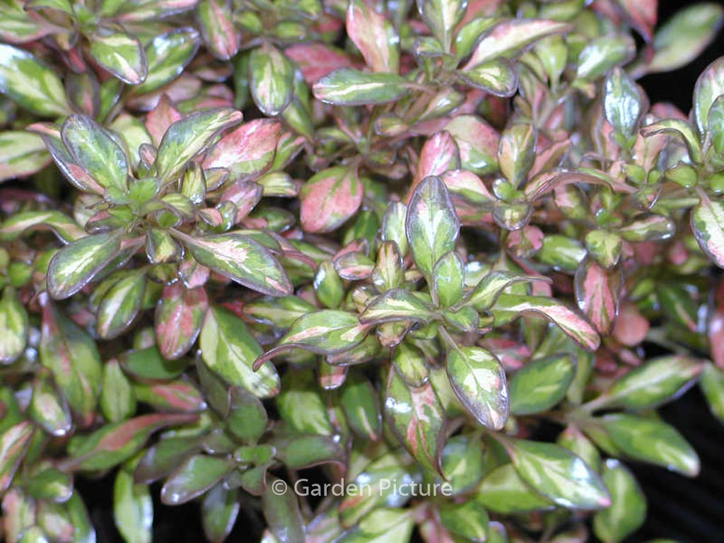 Coprosma ‚Evening Glow‘