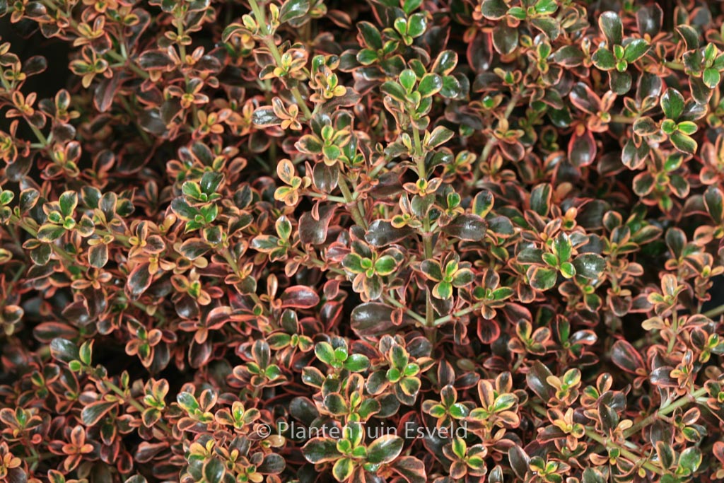 Coprosma ‚Fire Burst‘