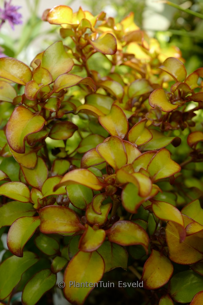 Coprosma ‚Pina Colada‘