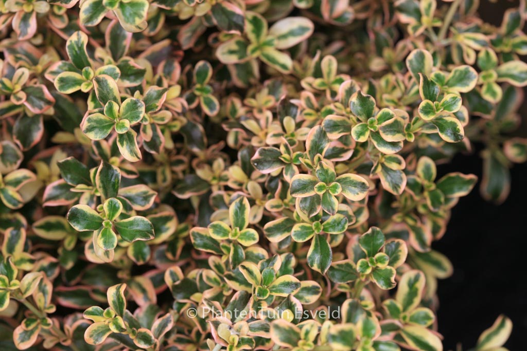 Coprosma ‚Rainbow Surprise‘
