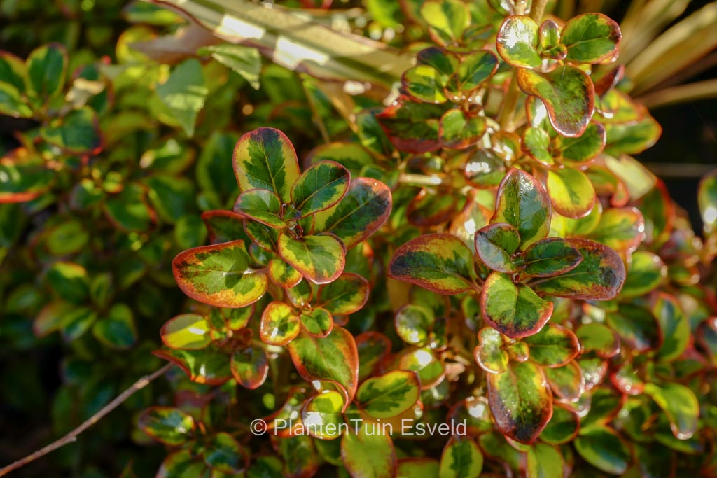 Coprosma repens ‚Tequilla Sunrise‘