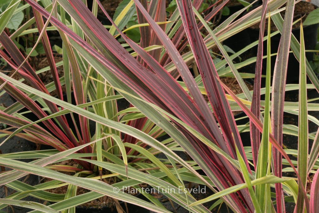 Cordyline ‚Can Can‘
