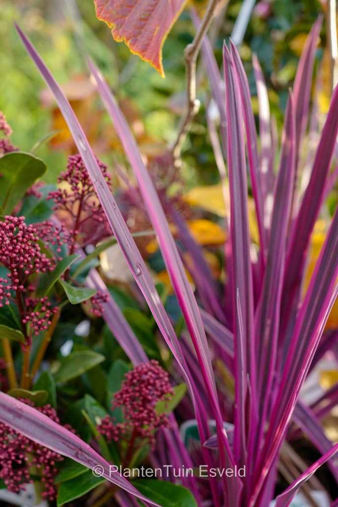 Cordyline ‚Paso Doble‘