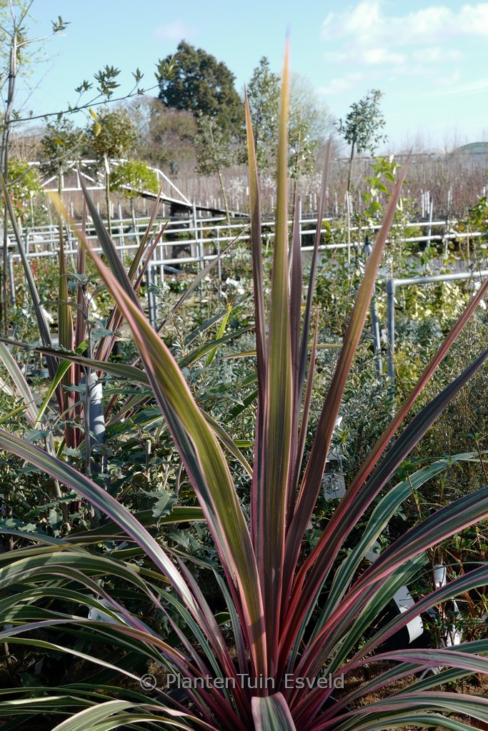 Cordyline australis ‚Can Can‘