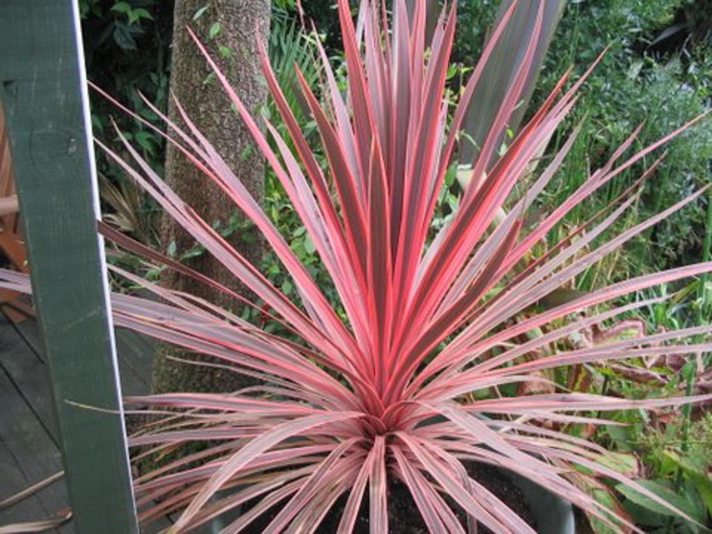 Cordyline australis ‚Charlie Boy‘