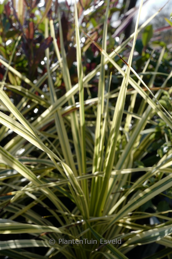 Cordyline australis ‚Lime Passion‘