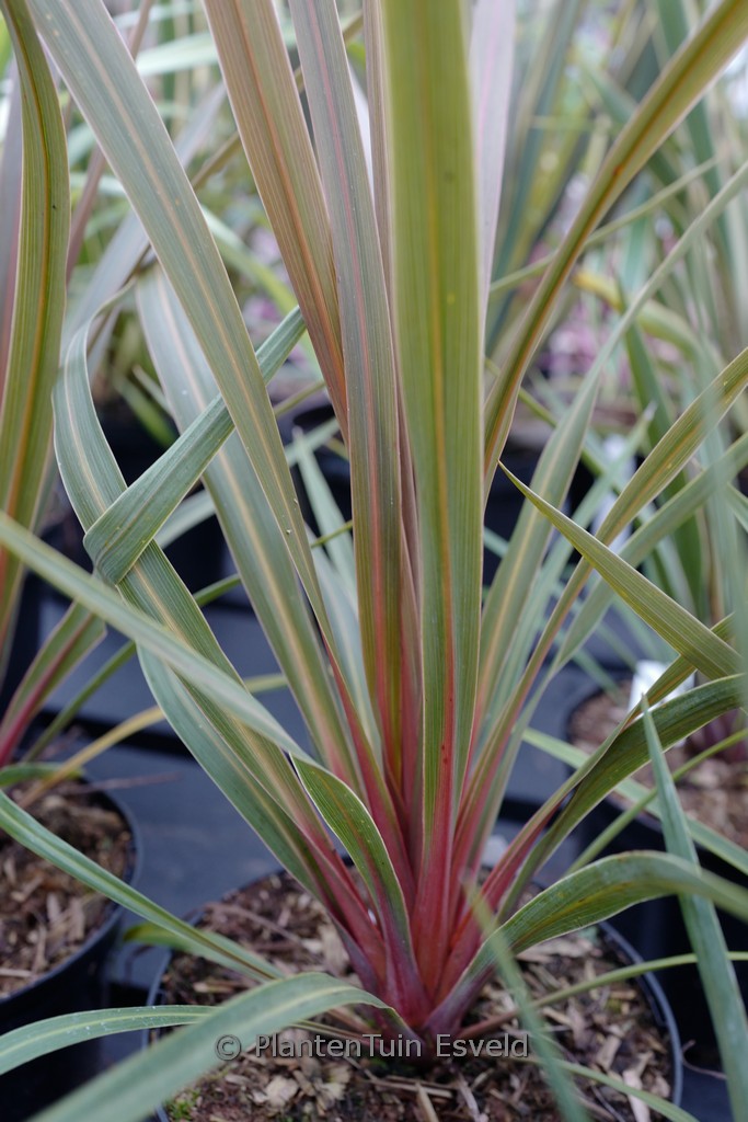 Cordyline australis ‚Red Heart‘