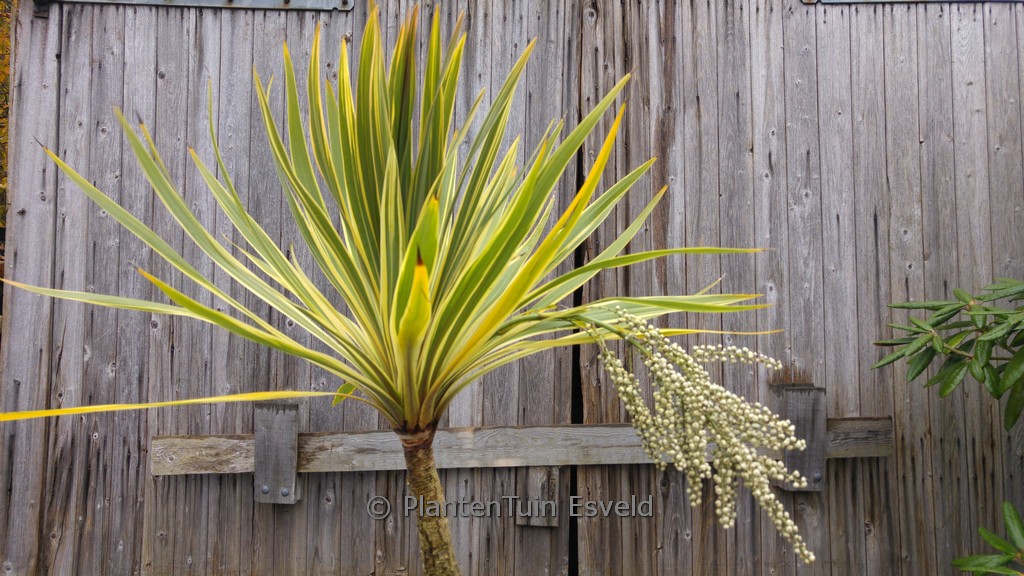 Cordyline australis ‚Torbay Dazzler‘