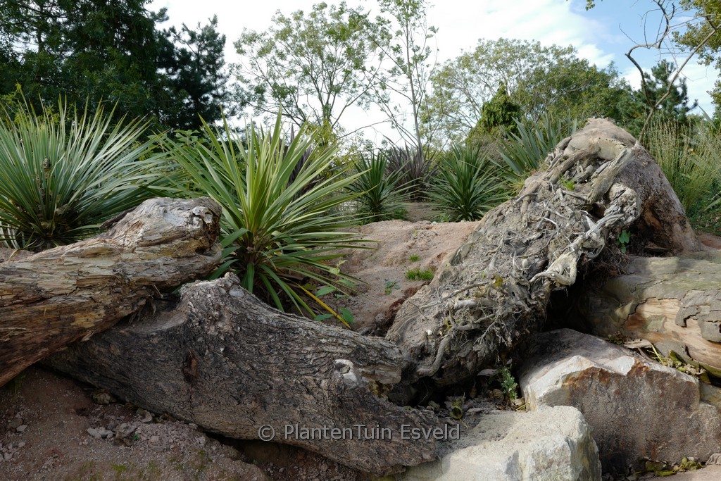 Cordyline indivisa ‚Peko‘