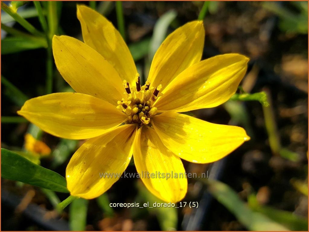 Coreopsis ‚El Dorado‘