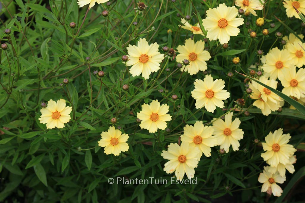 Coreopsis ‚Full Moon‘